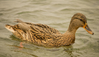 Autumn hunting of wild ducks