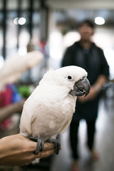 White, pink cockatoo in animal cafe