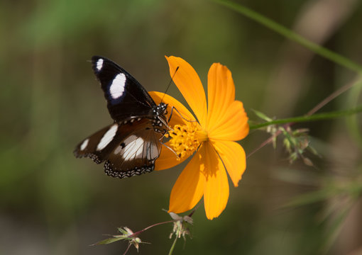 Danaid Eggfly Butterfly on Cosmos Flower