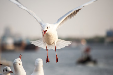 Seagull in Dubai