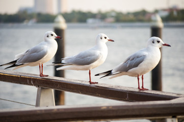 Seagull in Dubai