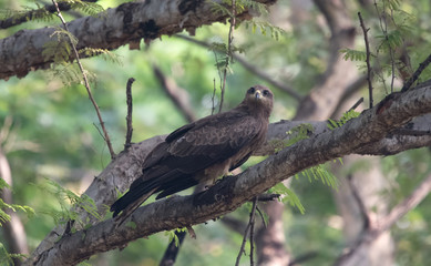 Black Kite Juvenile