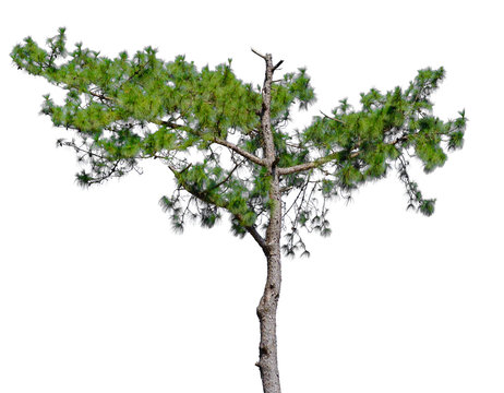 Pine tree in isolated