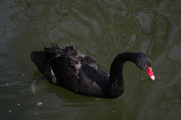 black swan