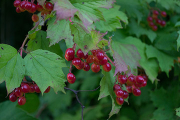 red berries of viburnum