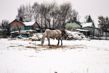horse in the village