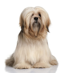 Lhassa Apso, 9 months old, sitting in front of white background