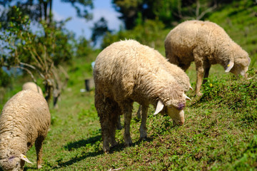 Obraz premium Sheeps in farmland eating meadow