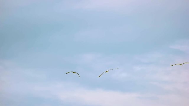 Flight of seagulls in slow-mo. Birds and sky. Follow the wind.