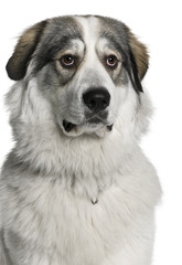 Pyrenean Mountain Dog, known as the Great Pyrenees, 8 months old, sitting in front of white...