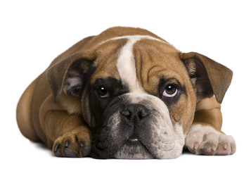 English bulldog puppy, 4 months old, lying in front of white background