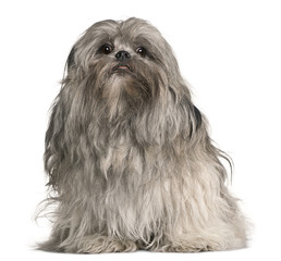 Lhasa apso, 2 years old, sitting in front of white background