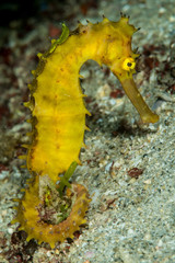 thorny seahorse with a small greenish nudibranch riding its back