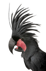 Palm Cockatoo, Probosciger aterrimus, in front of white background © Eric Isselée