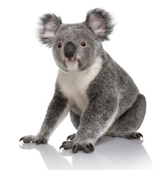 Fototapeta premium Młody koala, Phascolarctos cinereus, 14 miesięcy, siedzący na białym tle