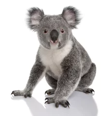 Tuinposter Koala Jonge koala, phascolarctos cinereus, 14 maanden oud, zit op witte achtergrond