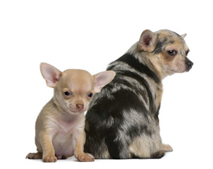 Mother Chihuahua  and her puppy, 8 weeks old, in front of white background