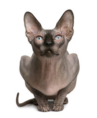 Sphynx cat, 1 year old, sitting in front of white background