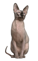 Sphynx cat, 1 year old, sitting in front of white background
