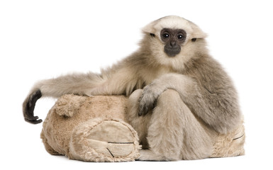 Young Pileated Gibbon, Hylobates Pileatus, 1 year old, sitting with teddy bear in front of white background © Eric Isselée