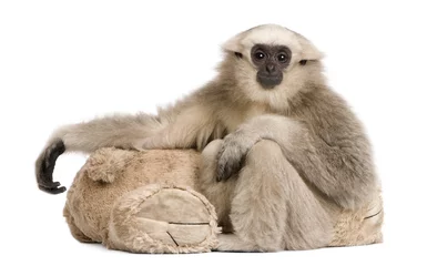 Zelfklevend Fotobehang Young Pileated Gibbon, Hylobates Pileatus, 1 year old, sitting with teddy bear in front of white background © Eric Isselée