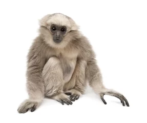 Gardinen Young Pileated Gibbon, 1 year old, Hylobates Pileatus, sitting in front of white background © Eric Isselée