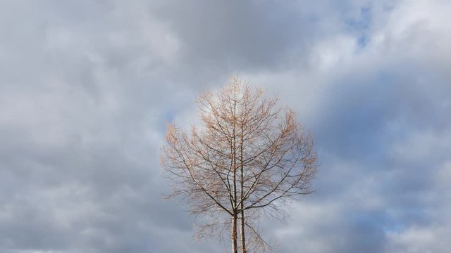 曇り空と一本の木
