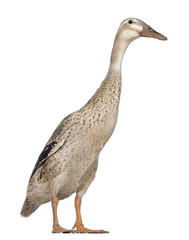 Female Indian Runner Duck, 3 years old, standing in front of white background
