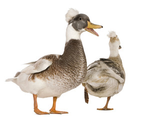 Naklejka na ściany i meble Male and female Crested Ducks, 3 years old, standing in front of white background