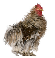 Curly feathered rooster Pekin, 1 years old, standing in front of white background