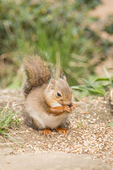 Obraz premium リス