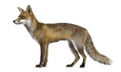 Side view of Red Fox, 1 year old, standing in front of white background