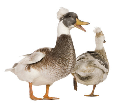 Male and female Crested Ducks, 3 years old, standing in front of white background