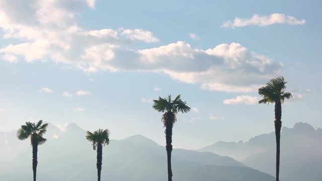 Palm trees and sky, mountains. Beautiful view of nature.