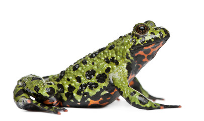 Oriental Fire-bellied Toad, Bombina orientalis, in front of white background