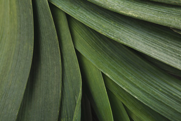 Green leek background, with a space for text