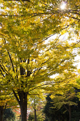 Kiba park in autumn / Tokyo Metropolitan Park in Koto Ward, Tokyo,Japan
