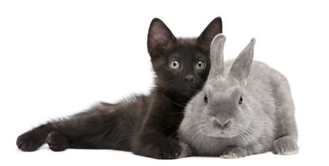 Naklejka premium Czarny kotek bawi się z królikiem przed białym tle