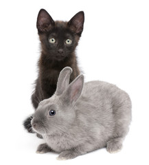 Black kitten playing with rabbit in front of white background