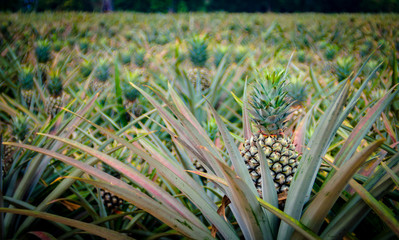 Pineapple fruit in farm