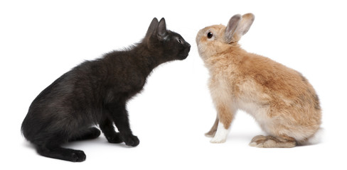 Obraz premium Black kitten face to face with rabbit in front of white background