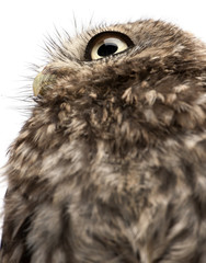 Close-up of young owl standing in front of white background