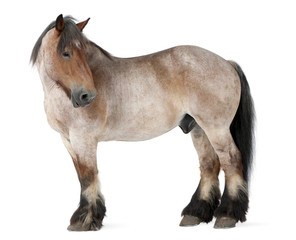 Belgian horse, Belgian Heavy Horse, Brabancon, a draft horse breed, 16 years old, standing in front of white background