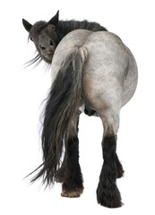 Belgian horse, Belgian Heavy Horse, Brabancon, a draft horse breed, standing in front of white...