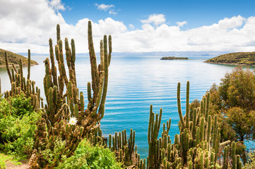 Wild cactus on Island of Sun (Isla del Sol), Titicaca lake, Bolivia - obrazy, fototapety, plakaty