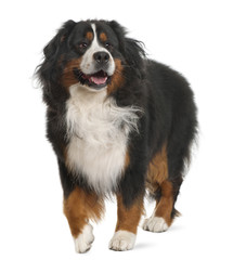 Bernese Mountain Dog, 3 years old, standing in front of white background