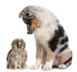 Obraz premium Eurasian Scops-owl, Otus scops, 2 months old, and Australian Shepherd dog in front of white background
