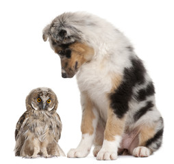 Eurasian Scops-owl, Otus scops, 2 months old, and Australian Shepherd dog in front of white background