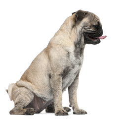 Pug, 19 months old, sitting in front of white background