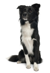 Border collie, 8 months old, sitting in front of white background